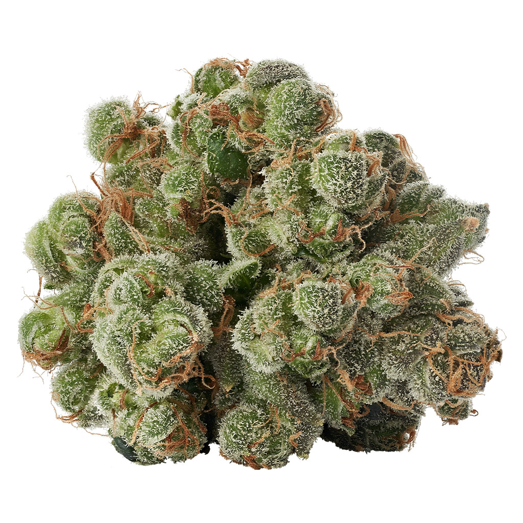 Twd.28 - Himalayan Kush Bud