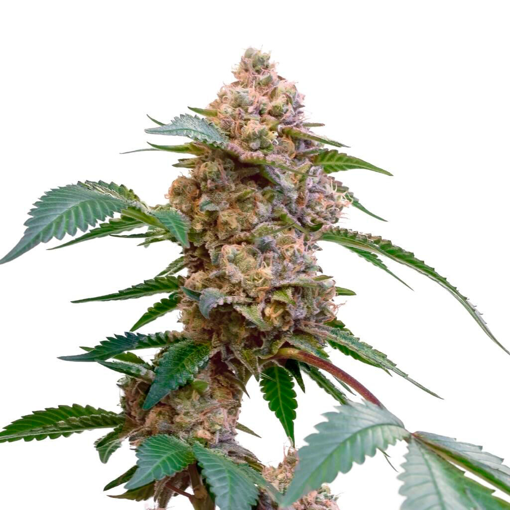 34 Street Seed Co - Pink Kush Feminized Seeds - Indica - 5 Pack