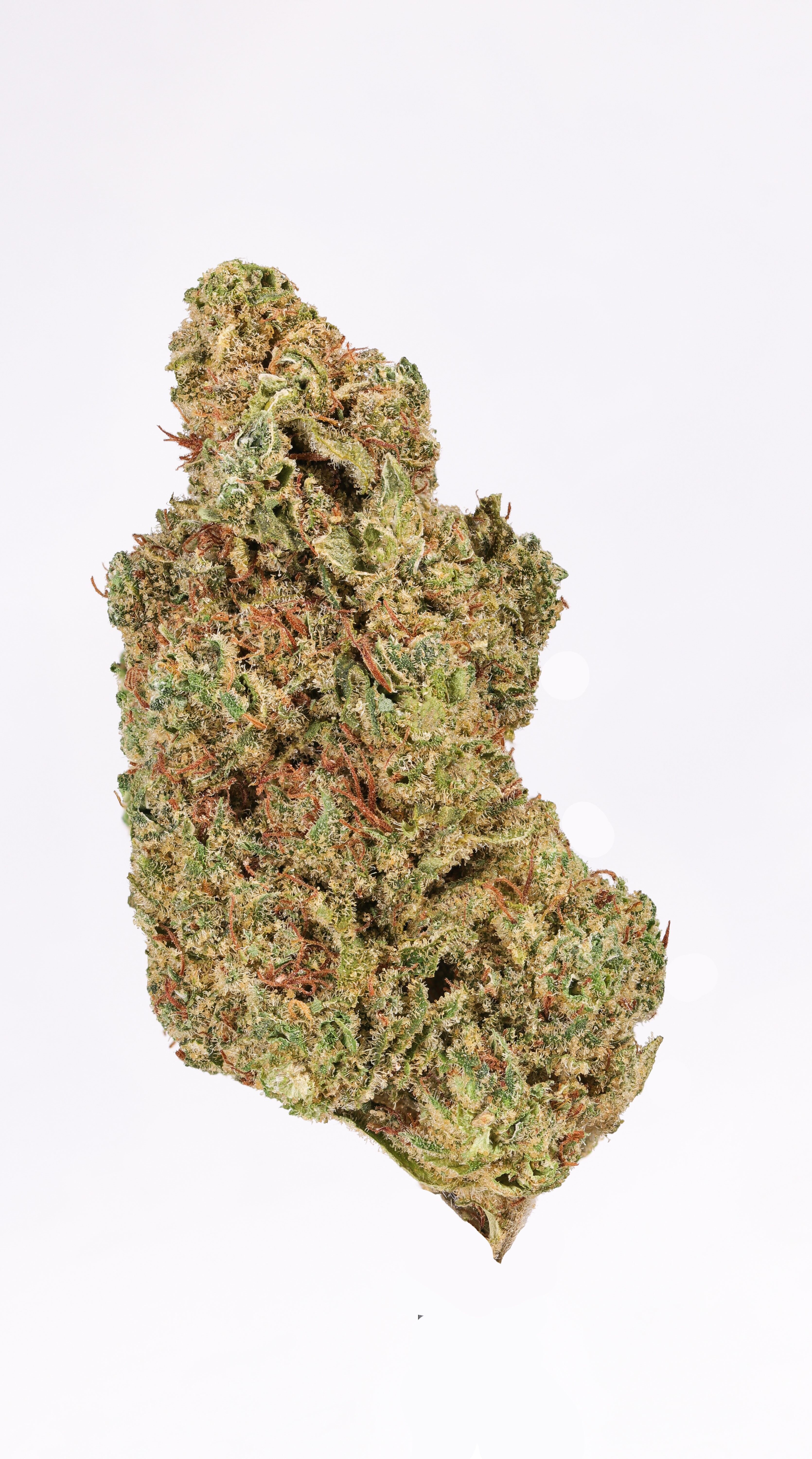 Buzz'd - Honeycomb Haze