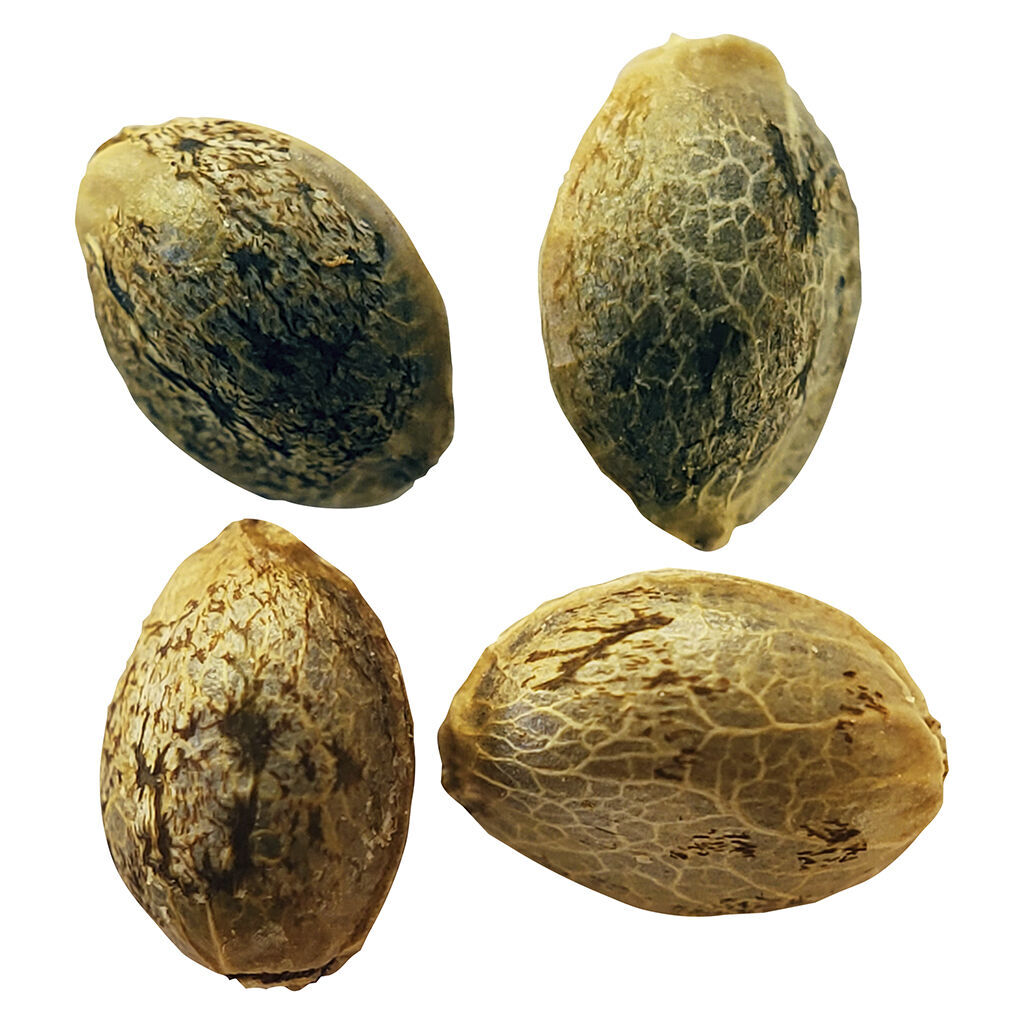 Weathered Islands Craft Cannabis - Cannabis Cup Autoflower Feminized Seed Multi pack - Hybrid - 0284-4 Pack