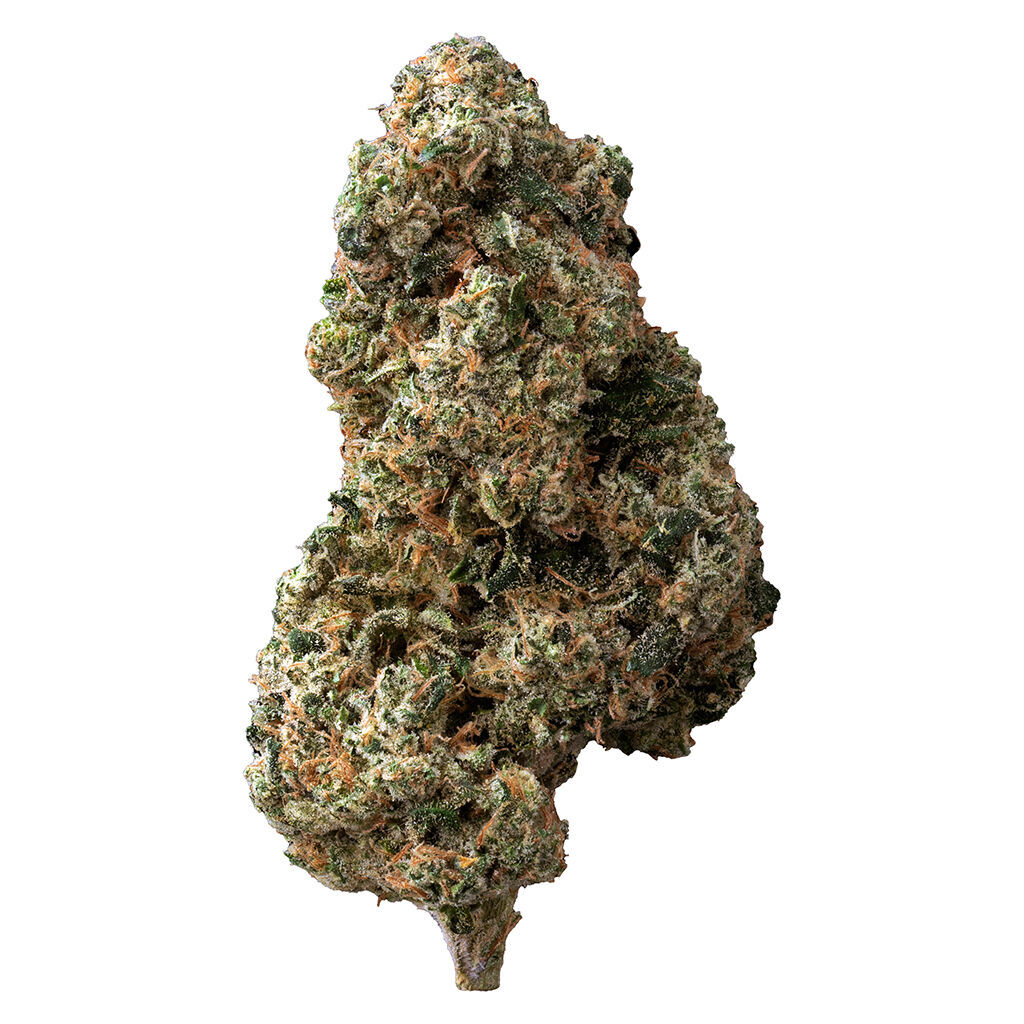 The Loud Plug - Sticky Bunz