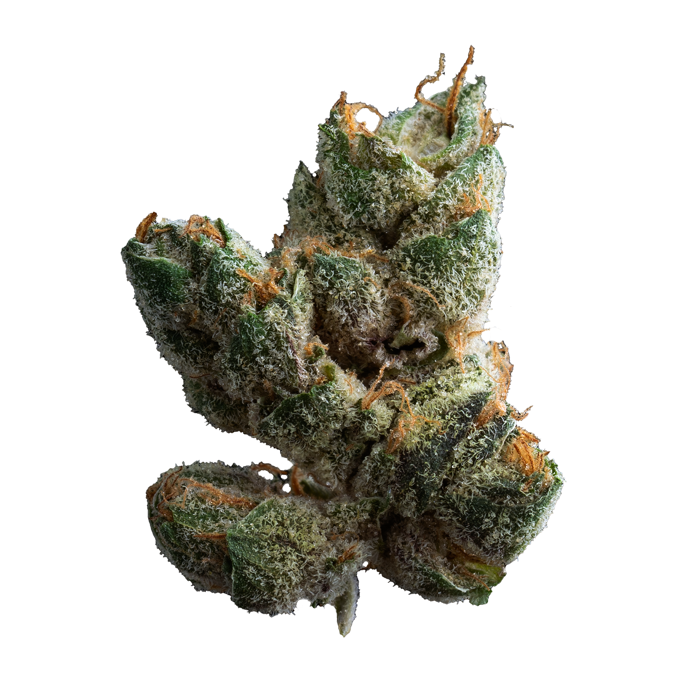 Muskoka Grown - Sugar Cookies