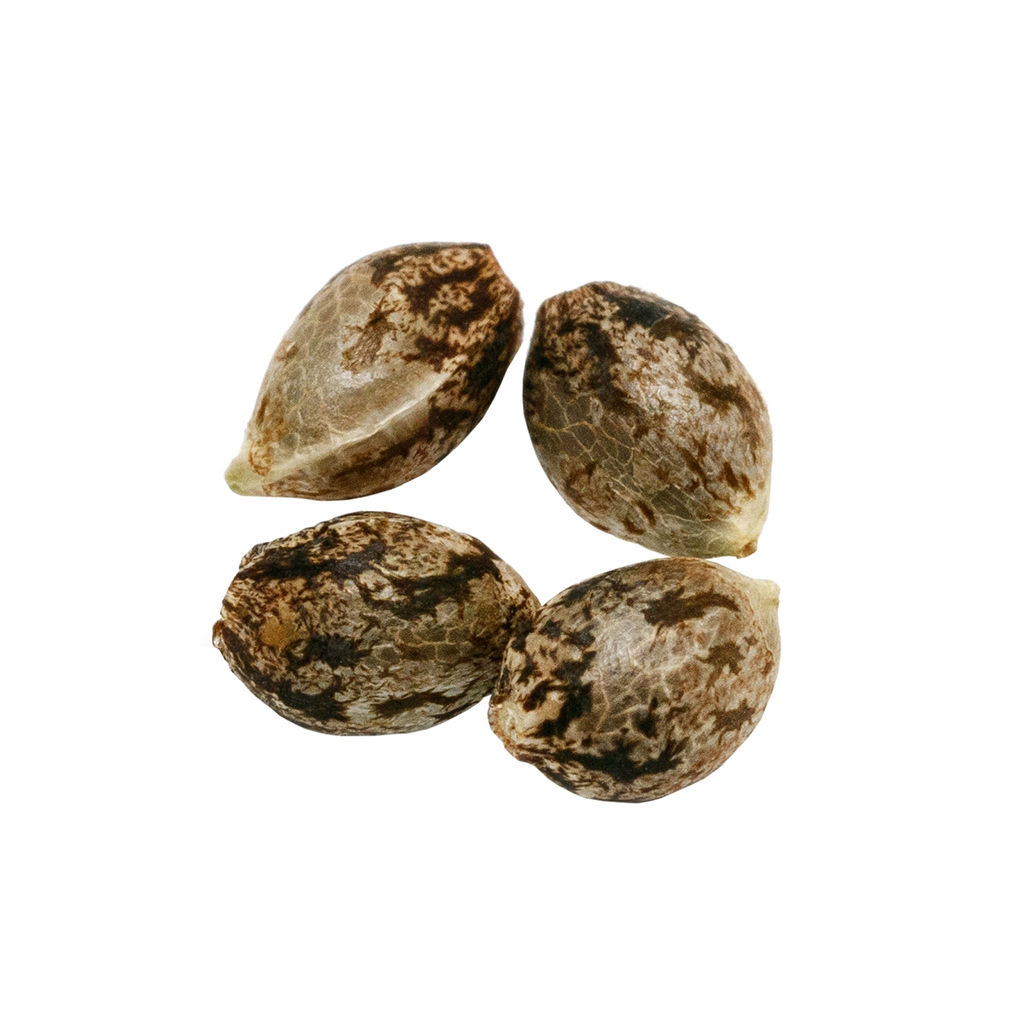 Pure Sunfarms - Headband Seeds (Feminized) Hybrid - 4 Pack