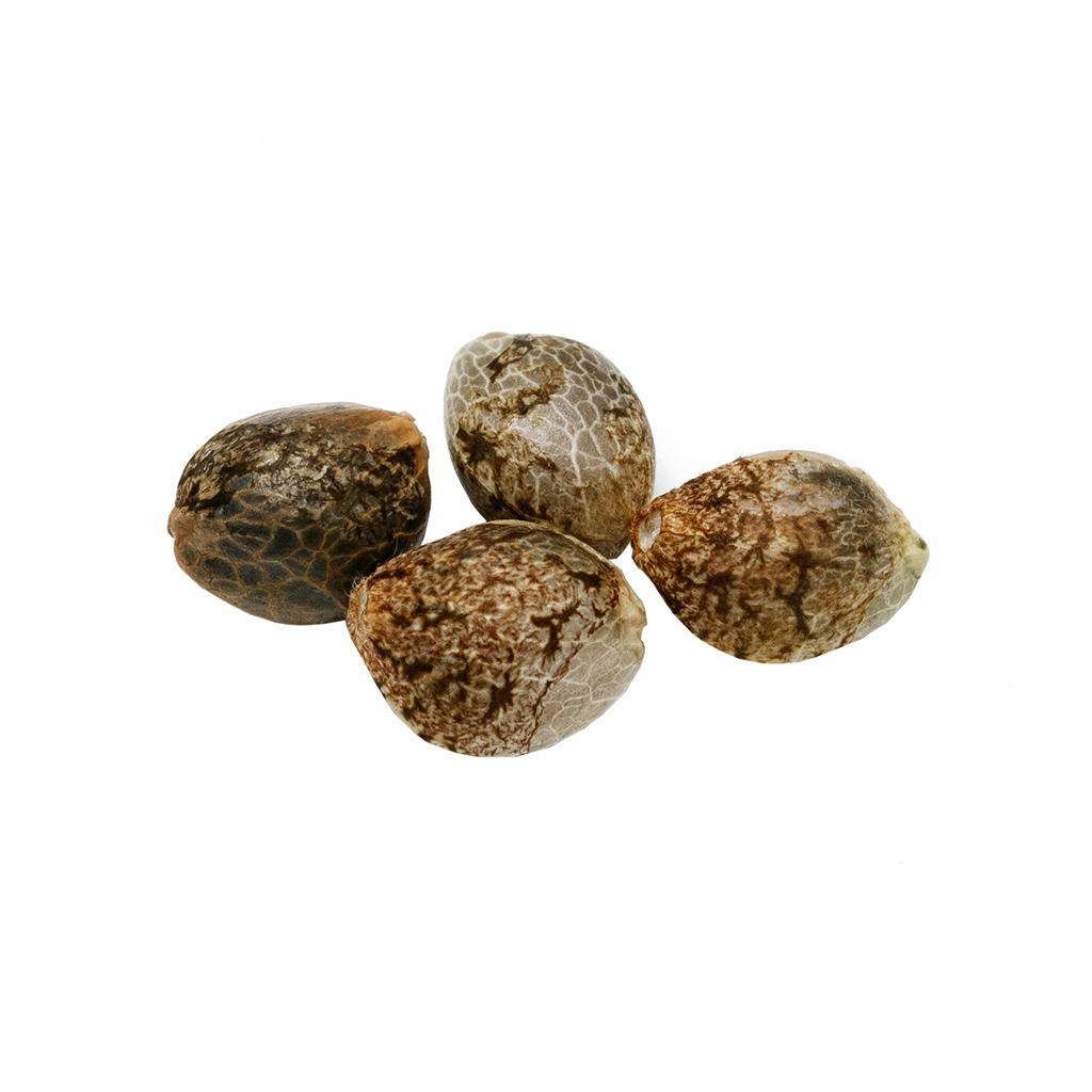 Pure Sunfarms - Cherry Head Seeds (Feminized) Hybrid - 4 Pack