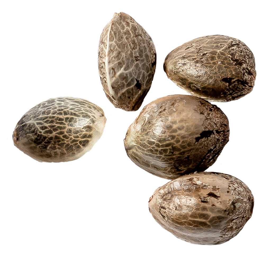 Natural History - Blue Cheese OG Feminized Seeds - Hybrid - 5 Pack