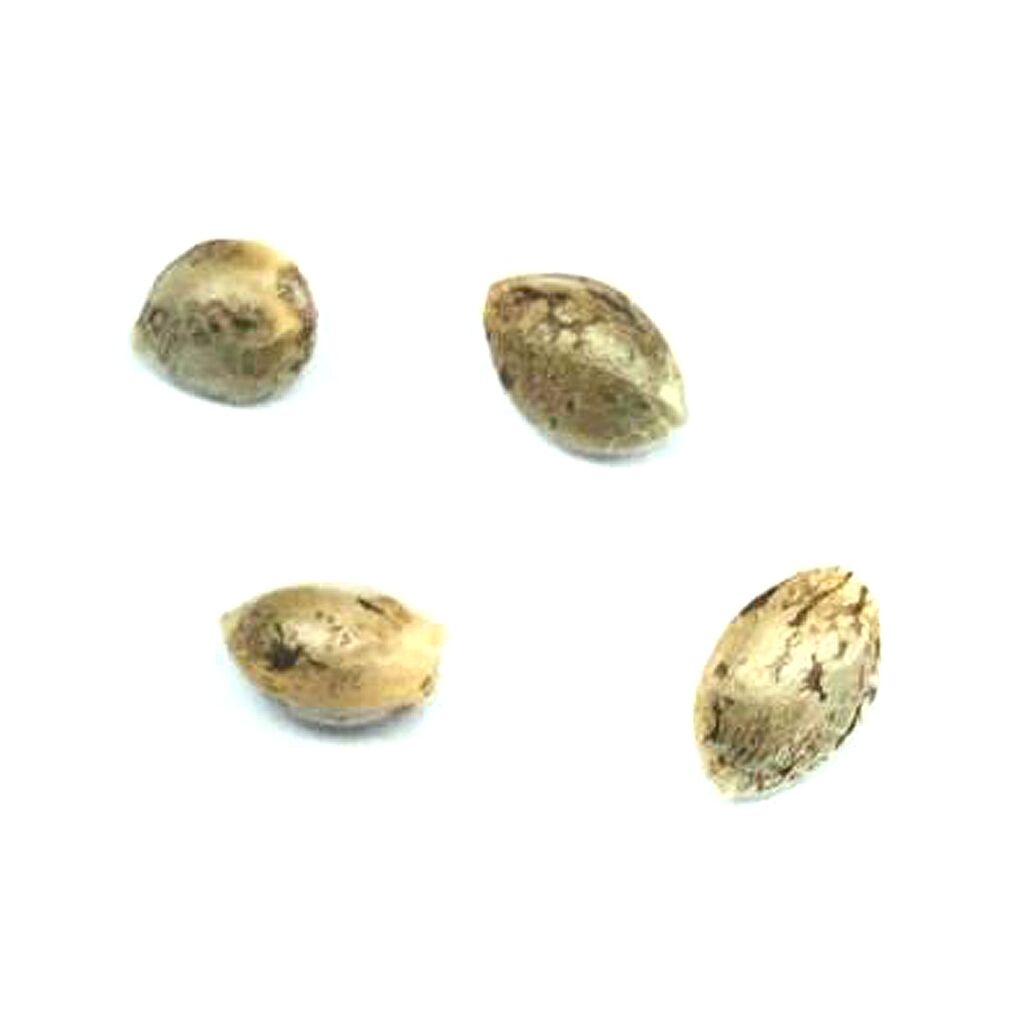 Pristine - Headband Seeds (Feminized) Hybrid - 4 Pack