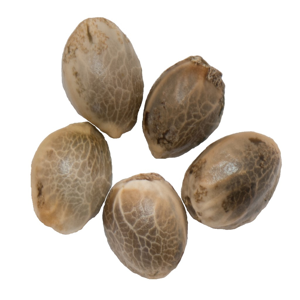 Parkland Flower inc. - Northern Lights Auto Flower Seeds Hybrid - 5 Pack