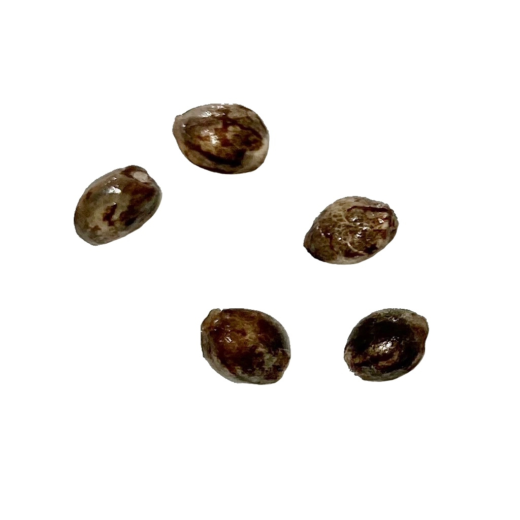 Autoflower Breeder's Club - Ice Cream Cake CBD:THC 1:1 AUTO Seeds - 5 Pack