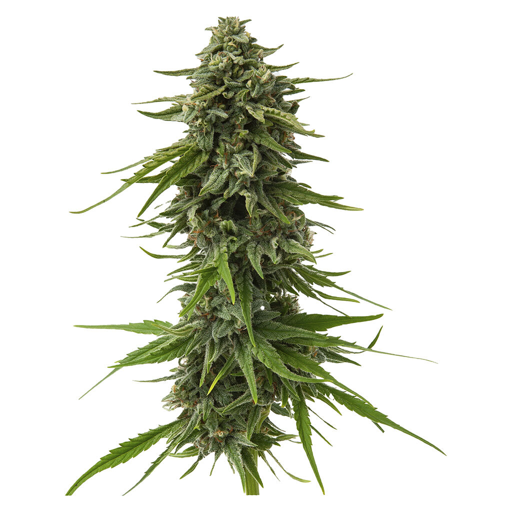 Weathered Islands Craft Cannabis - Haze-Drenched Sativa Seeds - 4 Pack