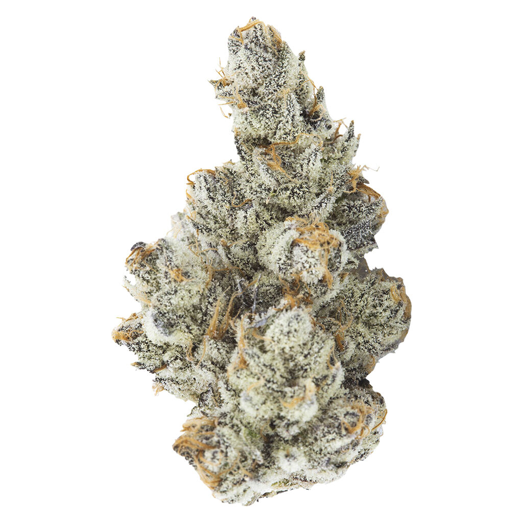 3RD Coast Genetics - Black Truffle