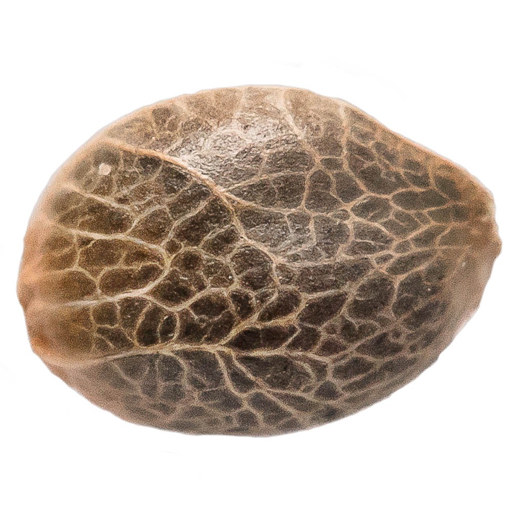 34 Street Seed Co. - Bubba Kush Seeds (Feminized) Hybrid - 5 Pack