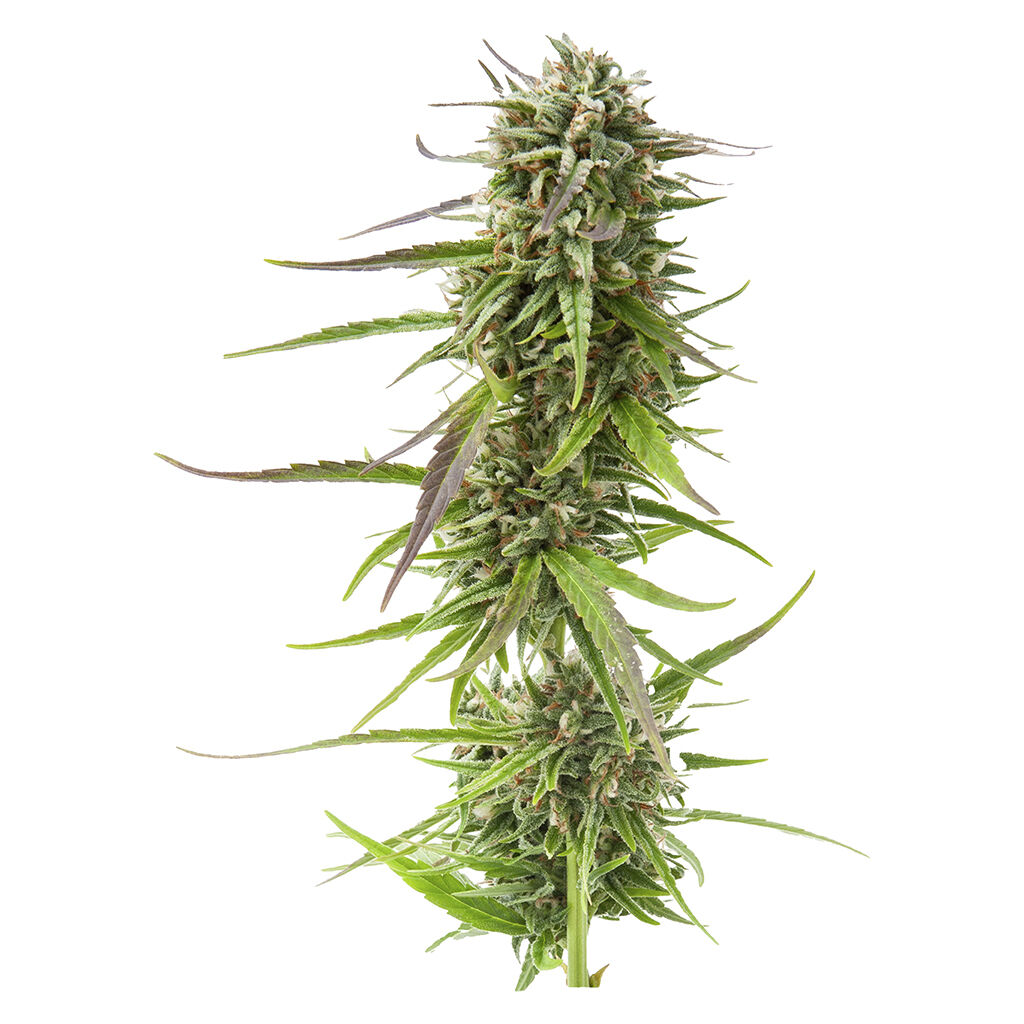 Weathered Islands Craft Cannabis - Sugar Diesel Feminized Autoflower Seeds - Sativa - 4 Pack
