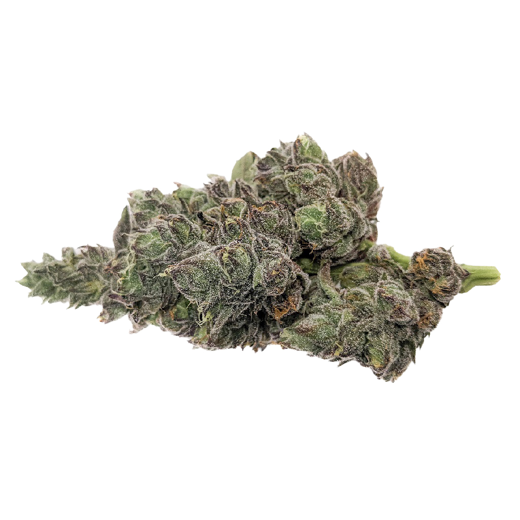 MSIKU - Gelatto 33 x Tropicana Cookies